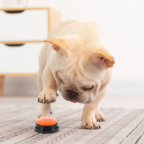 4 darabos TALKER kommunikációs gomb készlet kutyáknak