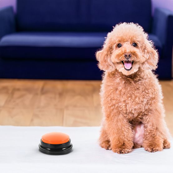 4 darabos TALKER kommunikációs gomb készlet kutyáknak