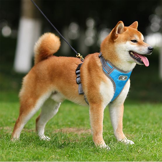 ASTRO kék edzőhám kutyáknak L méret