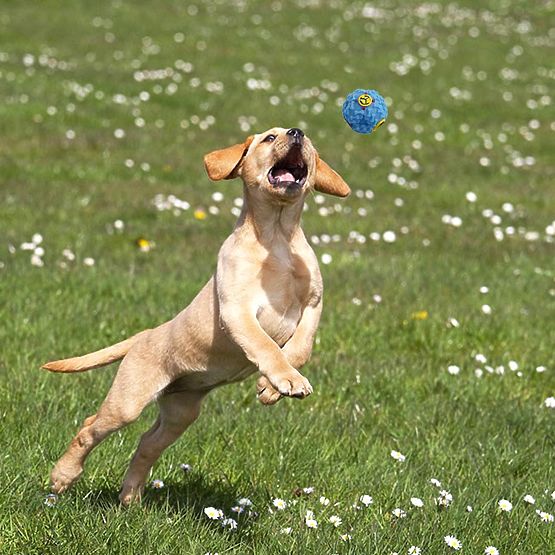 BALTO 10 darabos kutyajáték készlet húzókötéllel