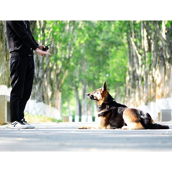 ELEKTROMOS KUTYAKIKÉPZŐ NYAKÖRV pj-098