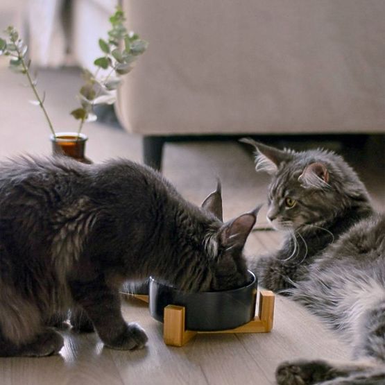 ETETŐ- ÉS VÍZTÁL ÁLLATOKNAK FEKETE 331579