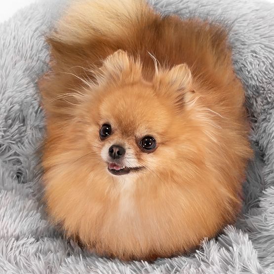 KUTYA ÉS MACSKA FEKHELY PJ-013 VILÁGOSSZÜRKE M