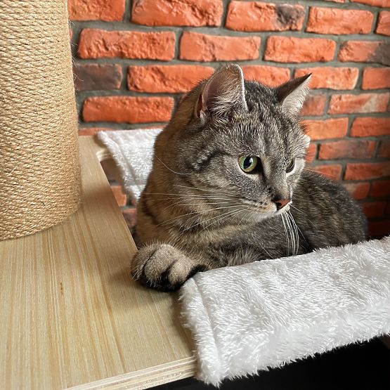 Nagy macskakaparó Bézs 255-265cm P70503