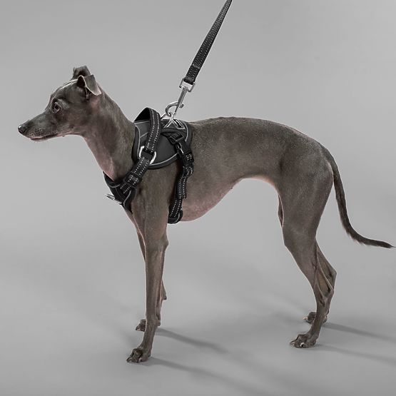 PJ-051 fekete S kutyahám és póráz