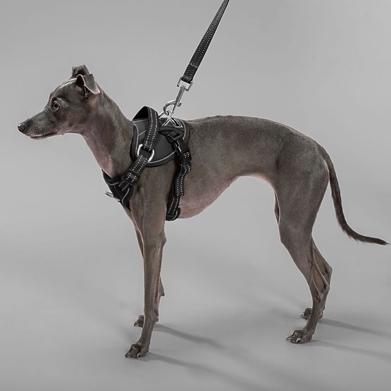 PJ-051 fekete S kutyahám és póráz