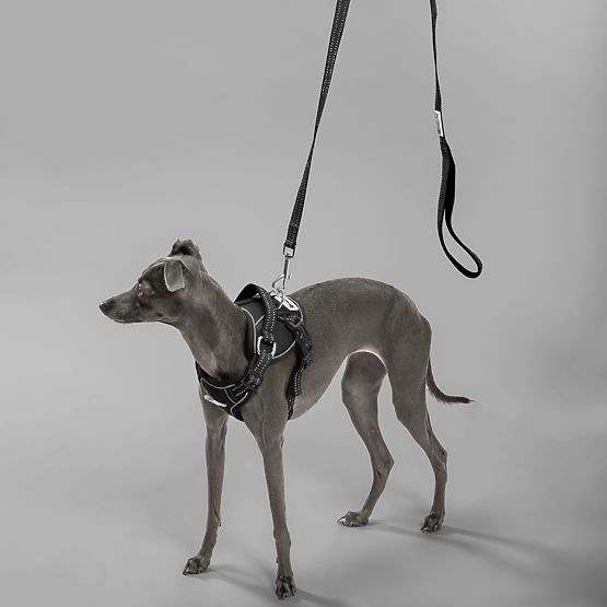 PJ-051 fekete S kutyahám és póráz