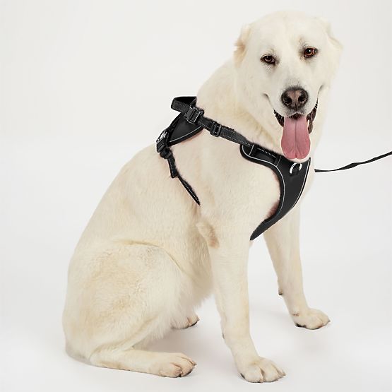 PJ-063 fekete XL kutyahám és póráz