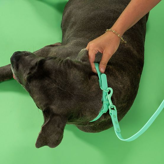 PJ-069 zöld kutyapóráz és nyakörv S méret