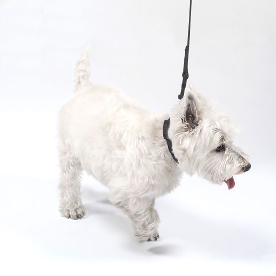 PJ-071 fekete M kutyapóráz és nyakörv