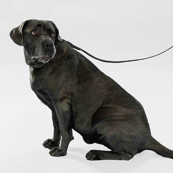 PJ-071 fekete M kutyapóráz és nyakörv