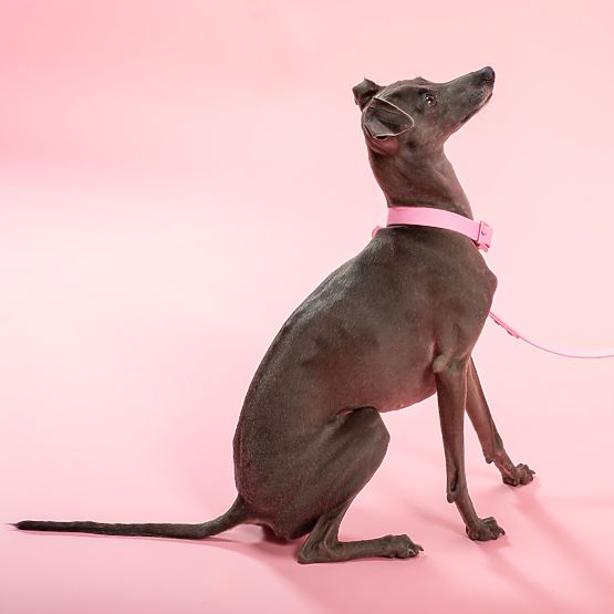 PJ-072 rózsaszín M kutyapóráz és nyakörv