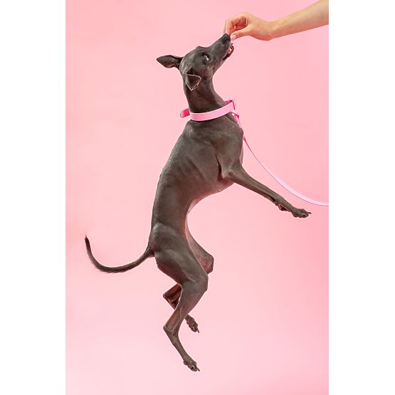 PJ-072 rózsaszín M kutyapóráz és nyakörv