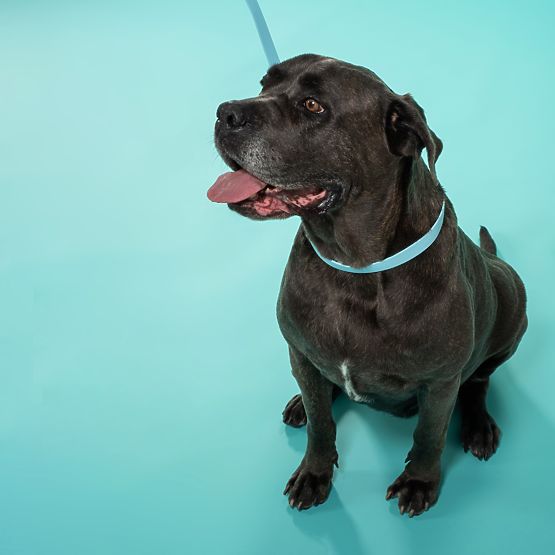 PJ-074 kék M méretű kutyapóráz és nyakörv