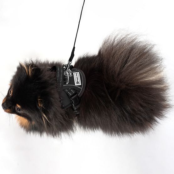 Póráz és hám kutyáknak PJ-047 fekete XS