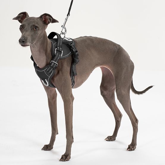 Póráz és hám kutyáknak PJ-055 fekete M