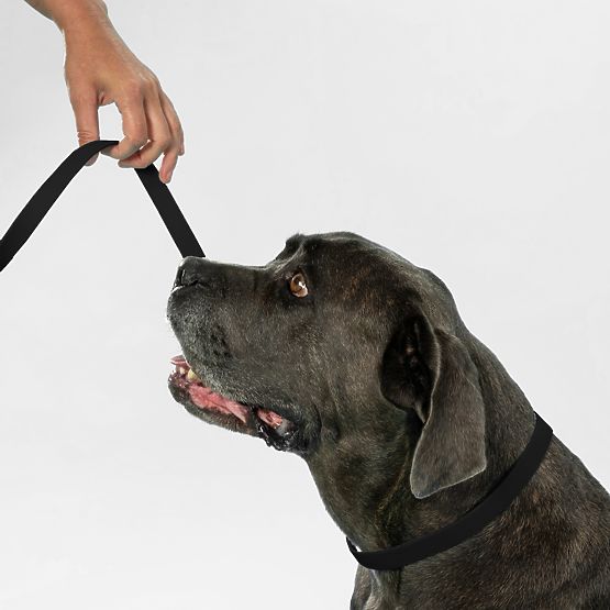 Póráz és nyakörv kutyáknak PJ-067 fekete S