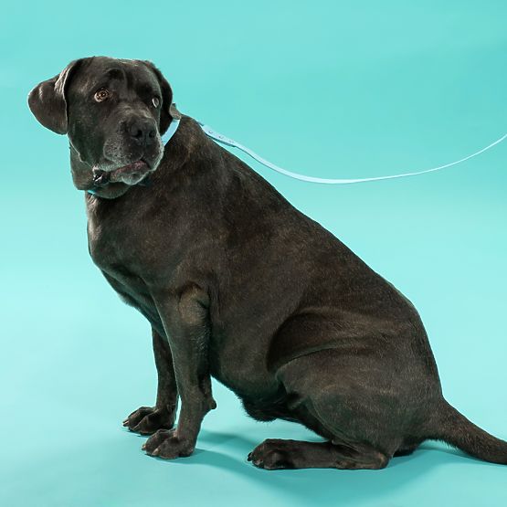 Póráz és nyakörv kutyáknak PJ-078 kék L