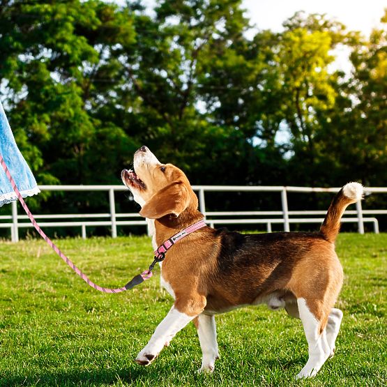 Reflexiós póráz és nyakörv kutyáknak PJ-036 Rózsaszín