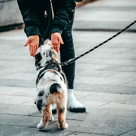 Reflexiós póráz és nyakörv kutyáknak PJ-036 Rózsaszín