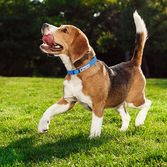 Reflexiós póráz és nyakörv kutyáknak PJ-037 kék