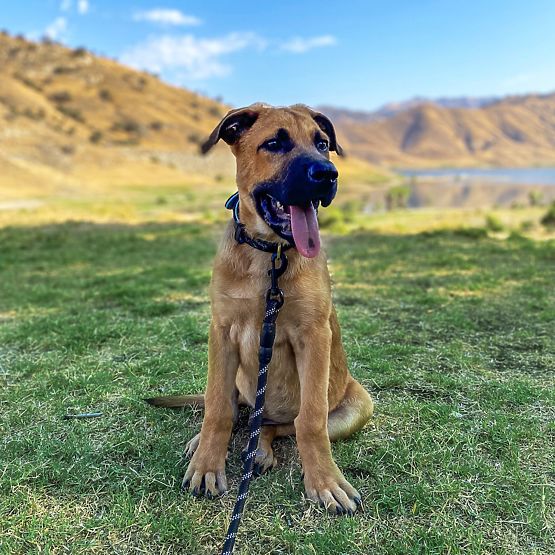 Reflexiós póráz és nyakörv kutyáknak PJ-091 fekete