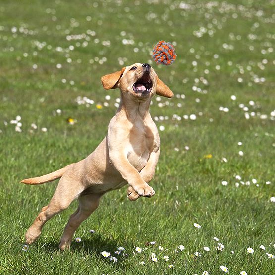 SPANKY 5 darabos kutyahúzó játék készlet