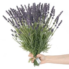 Művirág LAVI lila szín boho stílus ameliahome