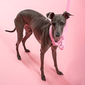 PJ-072 rózsaszín M kutyapóráz és nyakörv