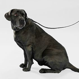 PJ-075 fekete L kutyapóráz és nyakörv