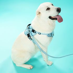 Póráz és hám kutyáknak PJ-066 kék XL, PuppyJoy