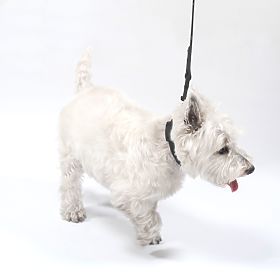 Póráz és nyakörv kutyáknak PJ-067 fekete S